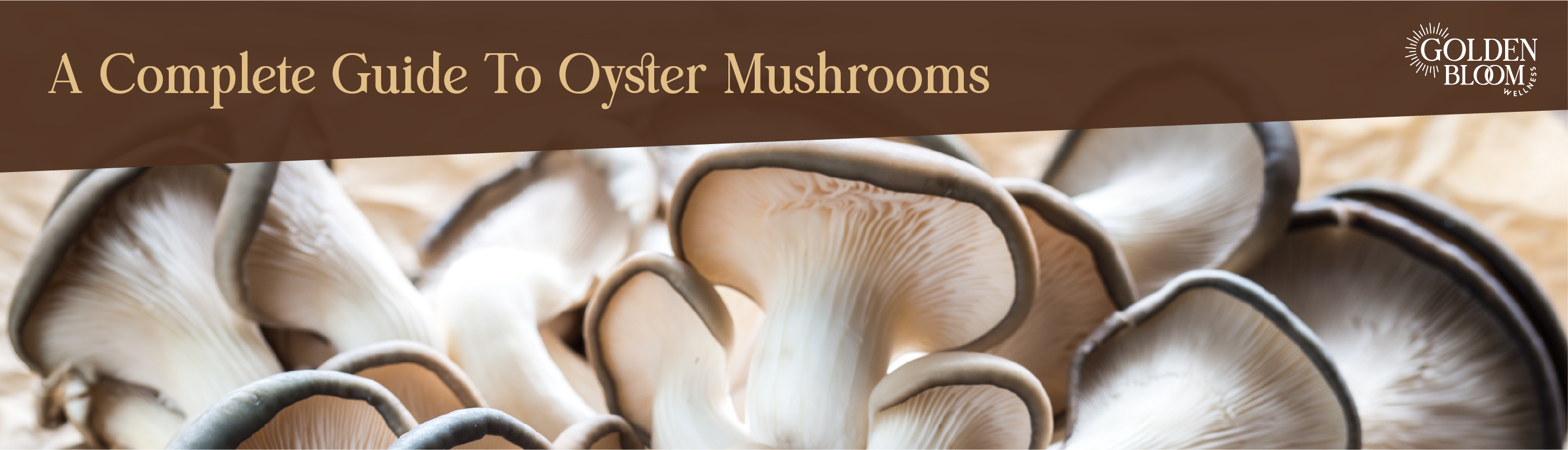 Oyster Mushroom Banner