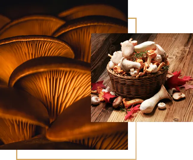 GB mushroom in the basket